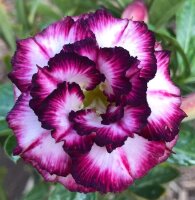 Adenium obesum-Hybr. White Black Violette TQC06