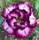 Adenium obesum-Hybr. White Black Violette TQC06