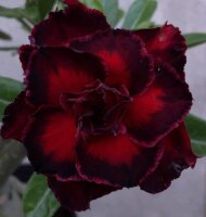 Adenium obesum-Hybr. Legend 942