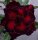 Adenium obesum-Hybr. Legend 942