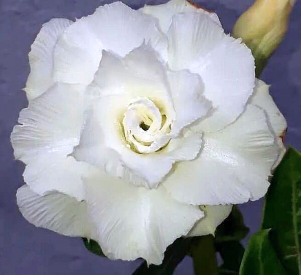 Adenium obesum-Hybr. Ngoc Bang 432