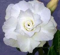 Adenium obesum-Hybr. Ngoc Bang 432
