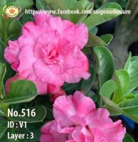 Adenium obesum-Hybr. Pink V1 516