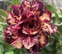 Adenium obesum-Hybr. Mong Cam 940
