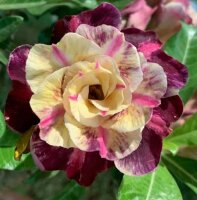 Adenium obesum-Hybr. Minh Khang 946