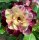 Adenium obesum-Hybr. Minh Khang 946