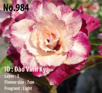 Adenium obesum-Hybr. Dao Vinh Ky 984