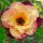 Adenium obesum-Hybr. Purple Lady TQC07