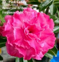 Adenium obesum-Hybr. Pink Candy 5021