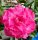 Adenium obesum-Hybr. Pink Candy 5021