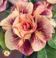 Adenium obesum-Hybr. Chocolate 2 1201