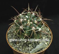 Ferocactus viridescens v. orcuttii Valle de las Palmas,...