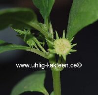 Dorstenia hildebrandtii