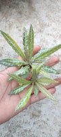 Dorstenia lancifolia