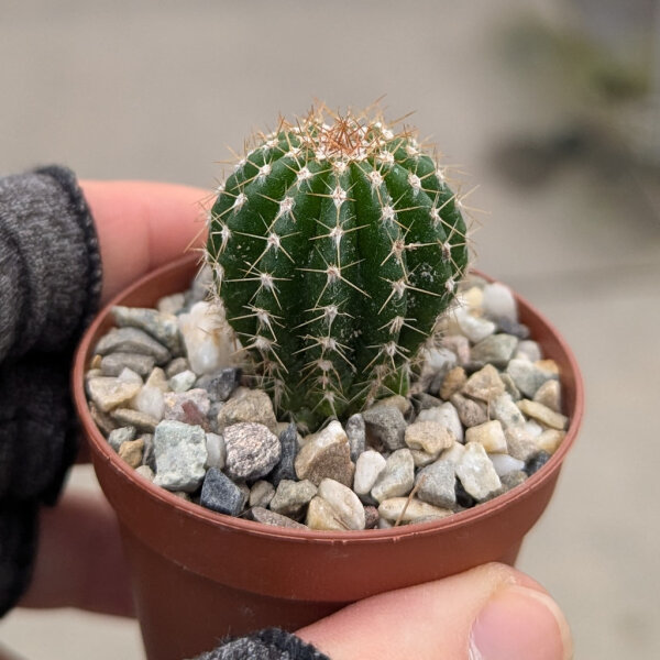 Arrojadoa bahiensis