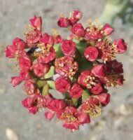 Euphorbia caducifolia cv. Red Flower