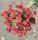 Euphorbia caducifolia cv. Red Flower
