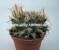 Mammillaria heyderi v. meiacantha 30 km nördl. Dr....