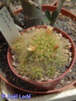 Mammillaria anniana L 1332