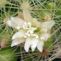 Mammillaria anniana L 1332