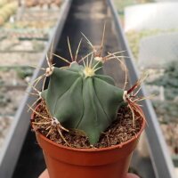Ferocactus histrix