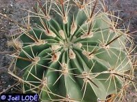 Ferocactus histrix