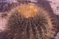 Ferocactus histrix