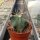 Ferocactus histrix