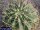 Ferocactus histrix