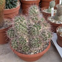 Cochemiea maritima XL