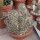 Cochemiea maritima XL