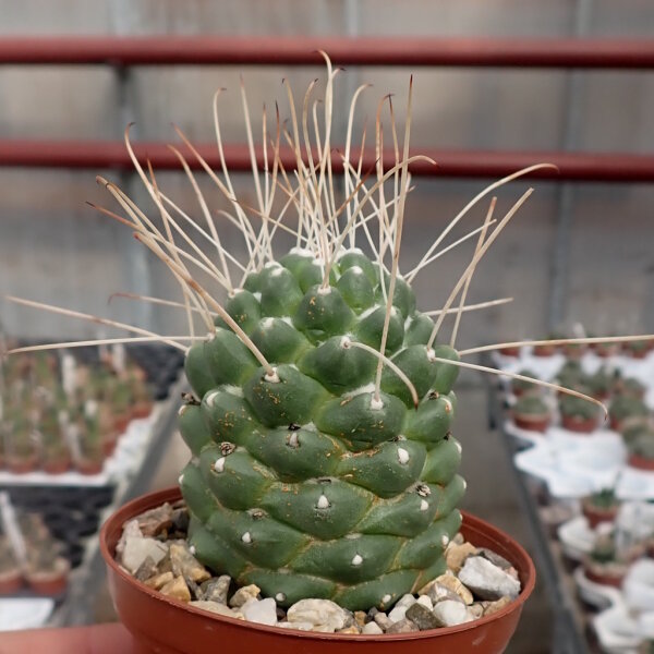 Cochemiea setispina cv. Un Pico San Borja, Bolivien