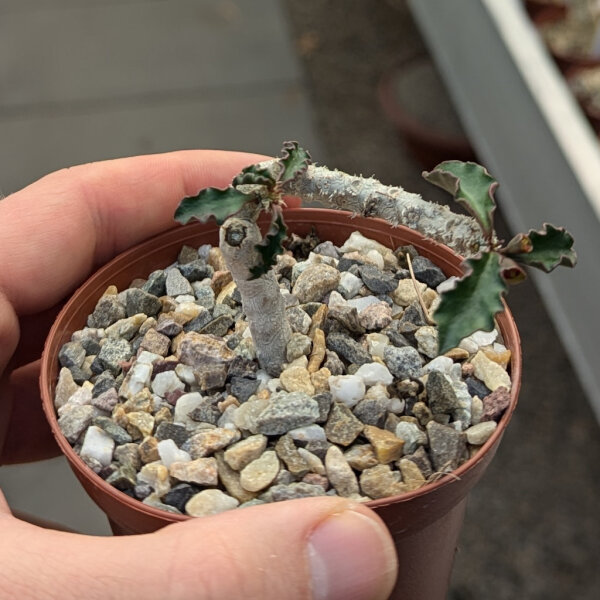 Euphorbia decaryi v. cap-saintemariensis n.w. CITES, not outside EU