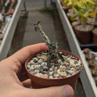 Euphorbia decaryi v. cap-saintemariensis n.w. CITES, not outside EU