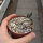 Euphorbia decaryi v. cap-saintemariensis n.w. CITES, not outside EU
