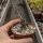 Euphorbia decaryi v. cap-saintemariensis n.w. CITES, not outside EU