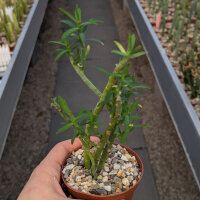 Euphorbia mauritanica