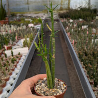 Euphorbia mauritanica