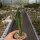 Euphorbia mauritanica