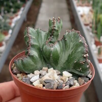 Euphorbia lactea cristata