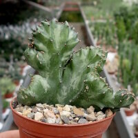 Euphorbia lactea cristata