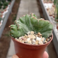 Euphorbia lactea cristata