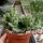 Euphorbia lactea cristata