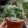 Euphorbia lactea cv. cristata