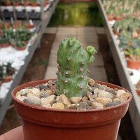 Euphorbia mosaica