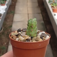 Euphorbia mosaica