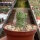 Euphorbia mosaica
