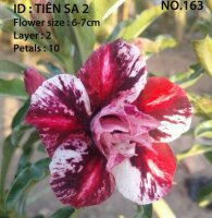 Adenium obesum-Hybr. Tien Sa 163