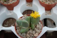 Conophytum bilobum v. elishae
