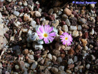 Conophytum ectypum